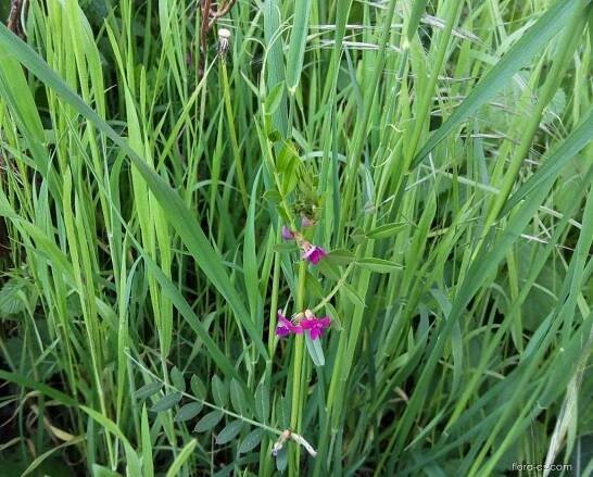 Vikev setá (Vicia sativa)