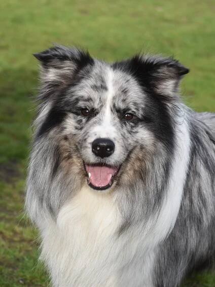 Forever Clever – Border Collie Kennel Asten