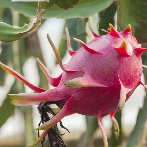 Pitahaya Information: Learn How To Grow Dragon Fruit