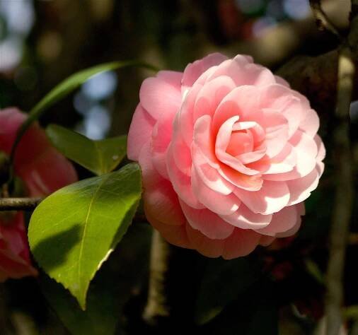 Flowers – Barnstorming