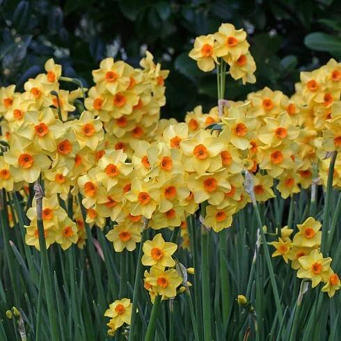 Narcis taceta Martinette (mnohokvětý, oranžovo-žlutý)-zluty
