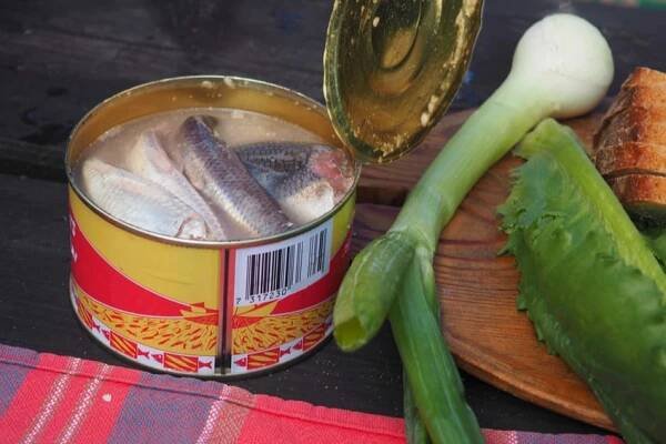 Surströmming: kvašení sledi, kteří extrémně zapáchají