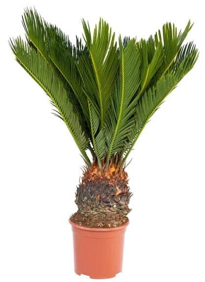 Obrázek produktu pro Cykas japonský - Cycas revoluta v květináči o průměru 14 cm