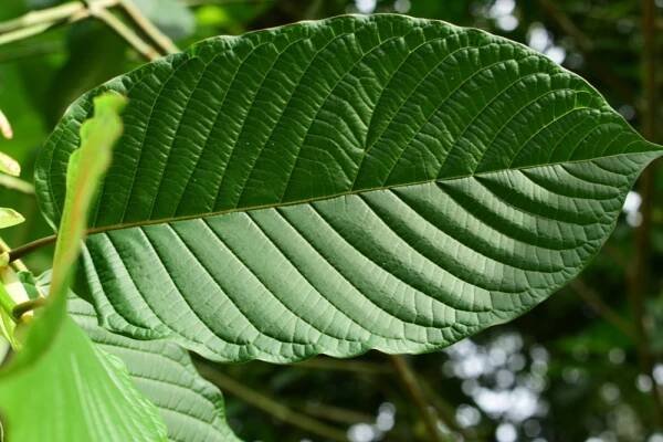 Discover The Best Kratom Strains For Weight Loss - Meow Online