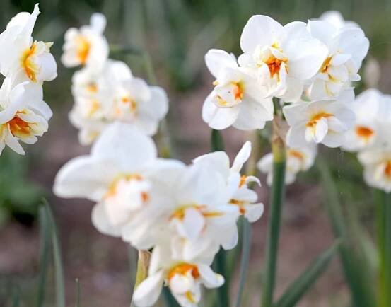 Narcis taceta Sir Winston Churchill (krémově bílý)