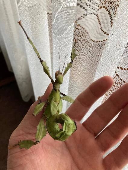 10 ks - Vajíčka Strašilka australská (Extatosoma tiaratum)