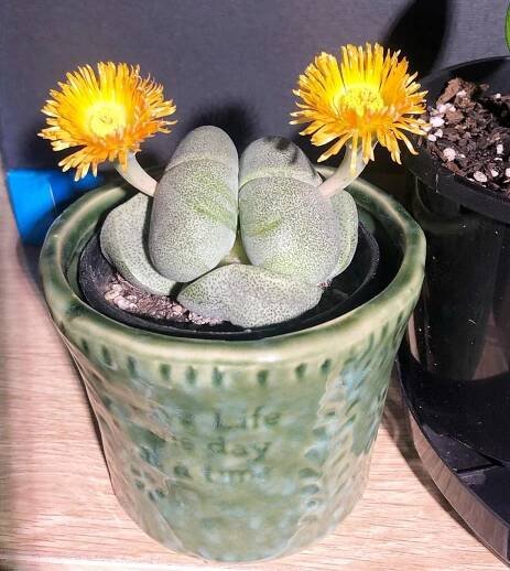 Split Rock Succulent Pleiospilos Nelii