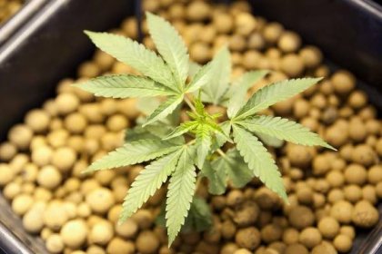 Konec pěstování marihuany? Vědci v Bostonu učí kvasnice, jak produkovat kanabinoidy