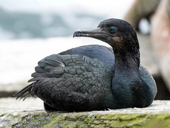 Nonbreeding adult - ML304389661
