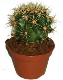 Kaktus 018