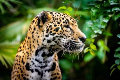Happy International Jaguar Day: 6 Facts about Jaguars in Belize - Travel Belize