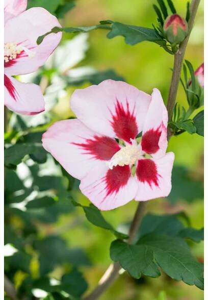 OBI Ibišek (Hibiscus) čínská růže červená, výška 30-40 cm, cca 3 l