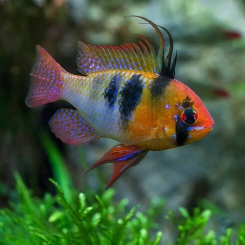 German blue ram fish (Mikrogeophagus ramirezi).