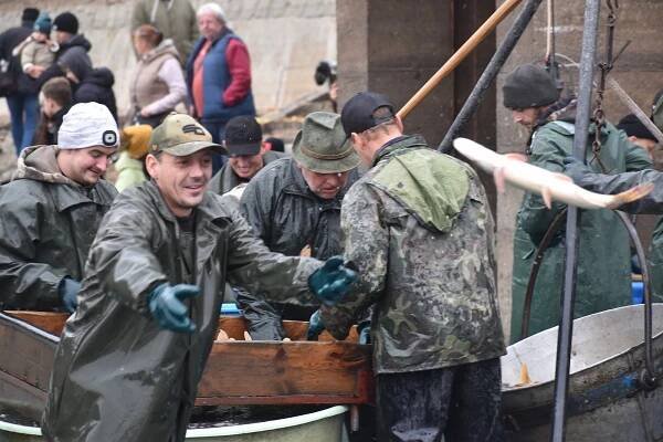 Candát, to je lahůdka. Při výlovu Olšovce jdou na dračku kapři i dravci