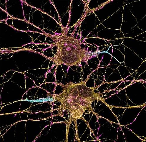 Research Partnership in Cognitive Aging