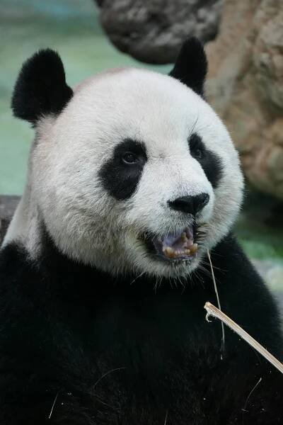 bezplatná Panda velká, která jí bambus v naturalistickém prostředí. Detailně zachyceno. Základová fotografie