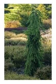 Picea abies Inversa (smrk ztepilý)