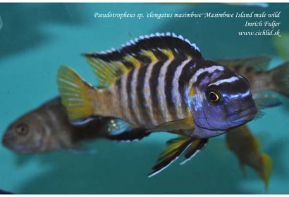 Pseudotropheus-sp.-'elongatus-masimbwe'-Masimbwe-Island-(6)