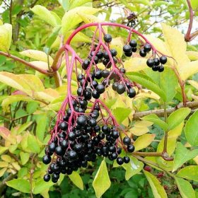 Černý bez (57 fotografií): popis květin a plodů, "Aurea" a "Black Beauty", odrůdy pro moskevskou oblast, "Madonna" a "Black Tower", výsadba a péče o keř