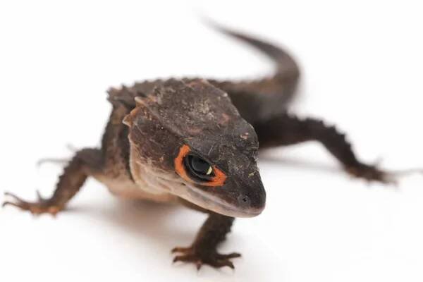 Tribolonotus Gracilis, Červenooký krokodýl Skinks ještěrka izolované na bílém pozadí — Stock obrázek