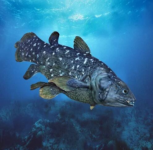 Crossopterygian