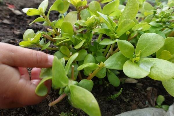 En liten barnhand griper om ett blad och nyper av. Gardening with kids, a small hand grasping leaves in the garden.