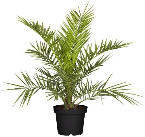 Datlovník kanárský (Phoenix canariensis), pr. kv. cca 17 cm