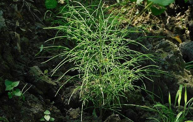 Přeslička luční (Equisetum pratense)
