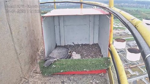 Sokolí mláďata opustila hnízda. První týdny jejich života sledovaly tisíce lidí