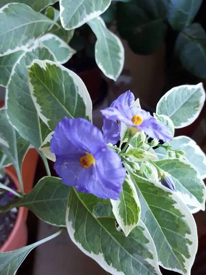 Pokojovky: Hořcový stromek panašovaný - Lycianthes rantonnetii, syn. Solanum rantonnetii.