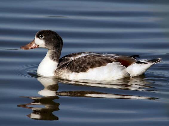 Juvenile - ML45042081