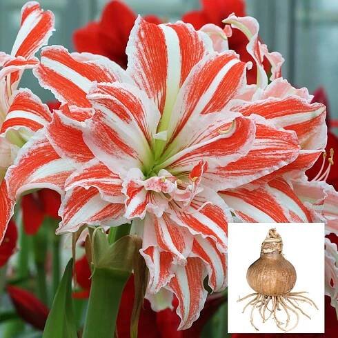 Amaryllis Dancing Queen®