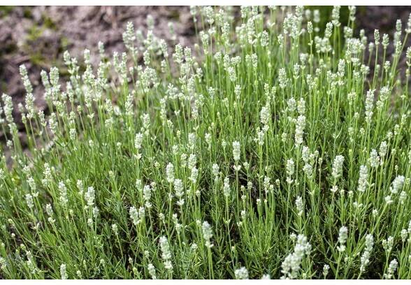 Levandule lékařská (Lavandula angustifolia) "White", 6 ks