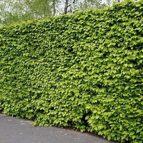 Habr obecný je ideální na hustý ŽIVÝ PLOT Carpinus betulus GRAB SAZENICE