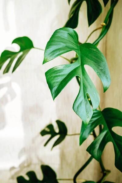 Close-up of Rhaphidophora tetrasperma leaves with splits