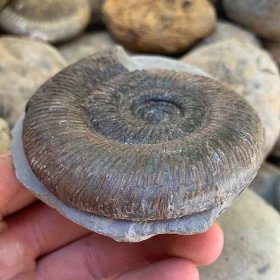 Semicelatum – Yorkshire.Fossils