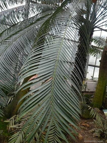 Cykas bezzubý - Cycas edentata