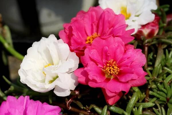 Rose Moss, Kvety, Závod
