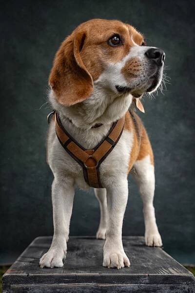 Barna Tanko Photography - DOG