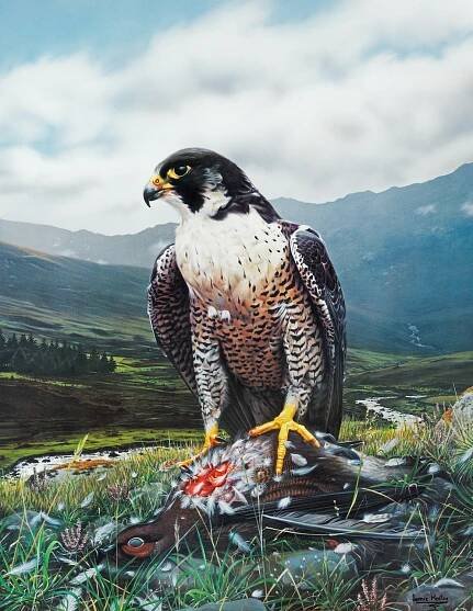 Peregrine Falcon on Grouse
