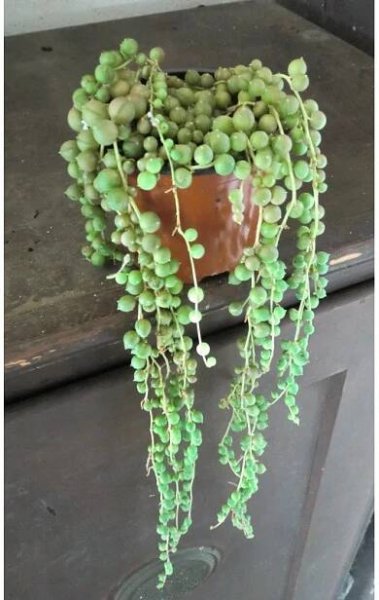 Senecio rowleyanus