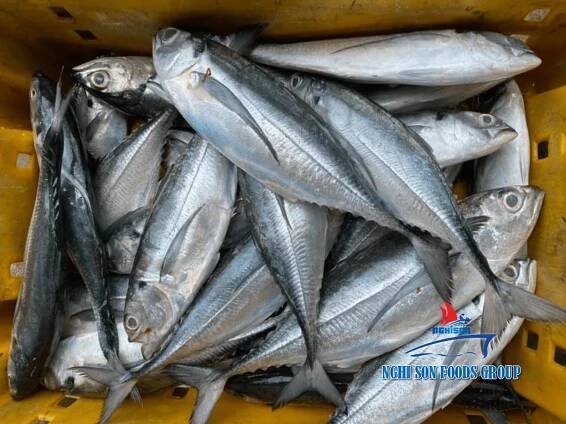 Frozen Horse mackerel Nghi Son Foods Group 1