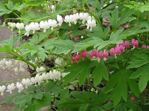 Dicentra spectabilis (Srdcovka nádherná) - eshop, prodej, semena, rostliny, pěstování, fotografie, množení, popis, atd