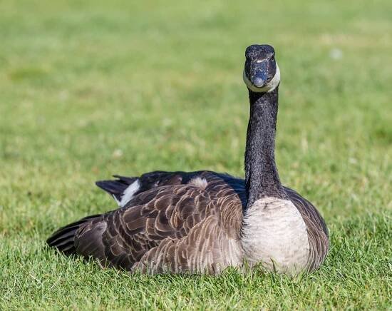 Berneška velká (Branta canadensis)