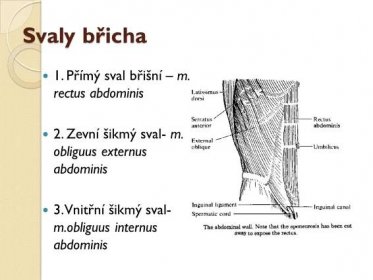 2. Zevní šikmý sval- m. obliguus externus abdominis. 3. Vnitřní šikmý sval- m.obliguus internus abdominis.