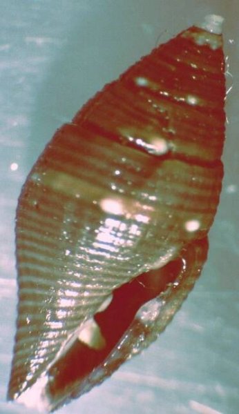 Mitromorpha philippinensis