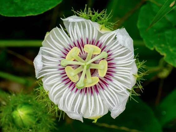 Close up jamaica honey-suckle, passion fruit, yellow granadilla flower. (scientific name passiflora edulis)