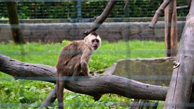 Zoo Vyškov – Ceník vstupného, otevírací doba, průvodce