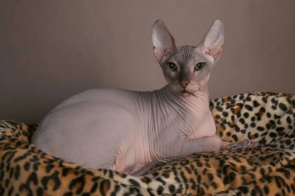 Gray Don Sphynx Cat Laying