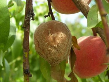 Postřik meruněk proti monilioze: Jak efektivně chránit své meruňky – Zahrada sazenice